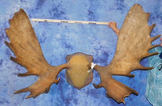 LARGE SET OF ALASKAN MOOSE ANTLERS ON PLAQUE