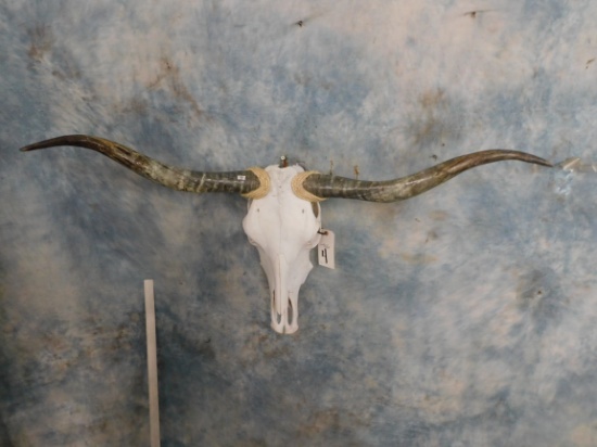 LONGHORN SKULL