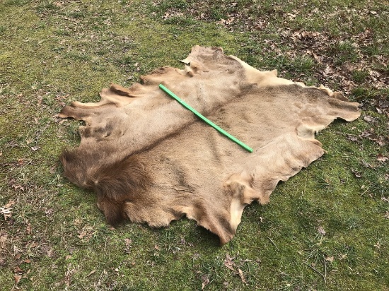 VERY NICE LG ELK HIDE/RUG