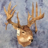 REPRODUCTION WHITETAIL SH MT W/SUPER LARGE HORNS AND SEVERAL DROPTINES