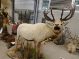ALBINO RED STAG