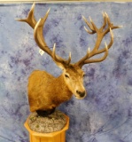 RED STAG PED