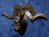 CORSICAN SHEEP SH MT  -AWESOME HORNS