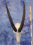 RECORD CLASS AFRICAN ROAN ANTELOPE SKULL