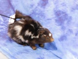 SPOTTED SKUNK