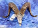 REPRODUCTION SKULL W/REAL HORNS
