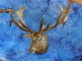 RED STAG MT