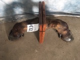PAIR OF CAPE BUFFALO HOOF BOOKENDS (ONE$)