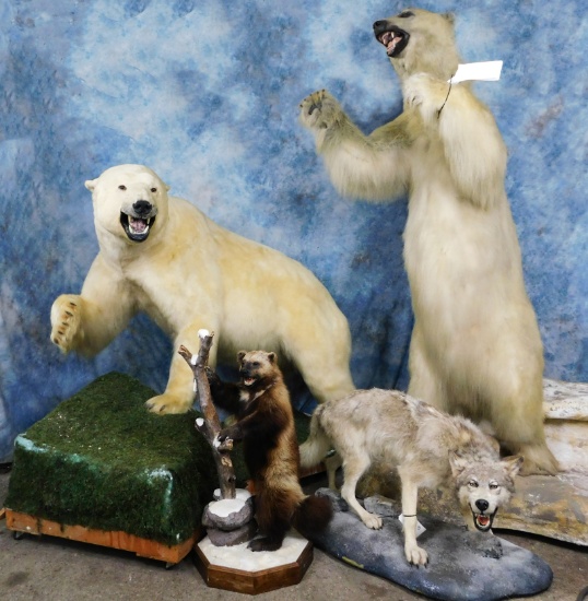 2 DAY TAXIDERMY KING'S SPRING LIQUIDATION DAY 2