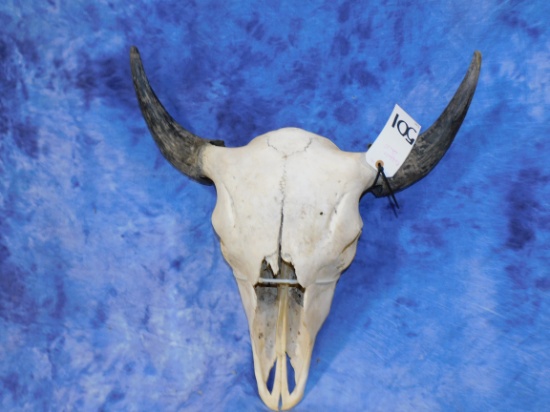 BUFFALO SKULL