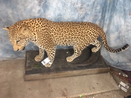 FB LEOPARD (TX RESIDENTS ONLY)