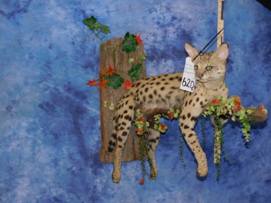 FB AFRICAN SERVAL CAT (HANGS ON WALL)