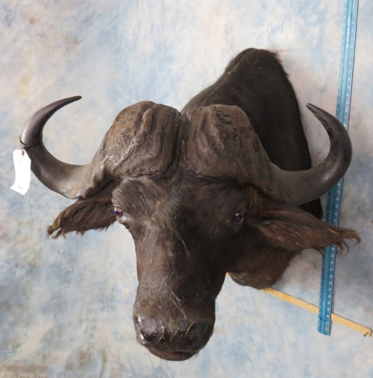 Cape Buffalo Sh Mt