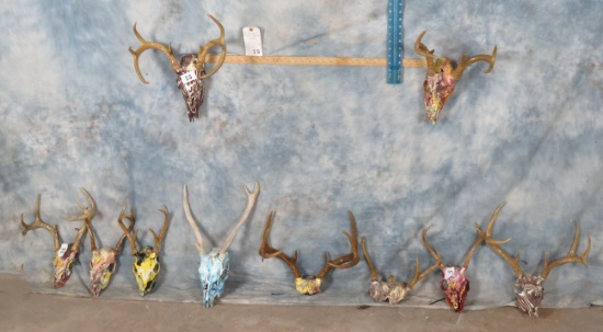 10 Painted Deer Skulls (10x$)