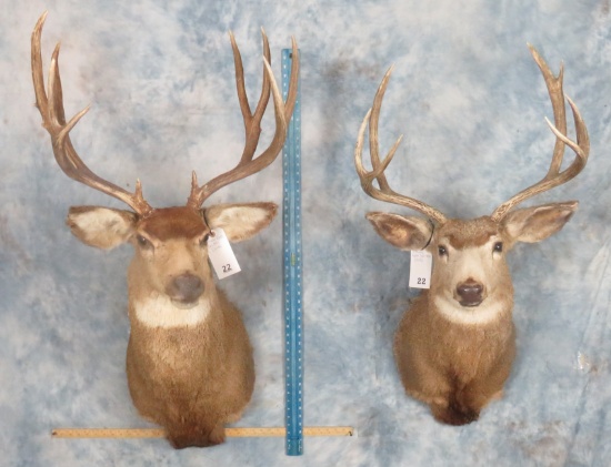 2 Mule Deer Sh Mts (2x$) Taxidermy