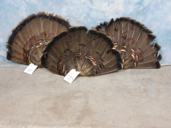 3 Turkey Fans (3x$)
