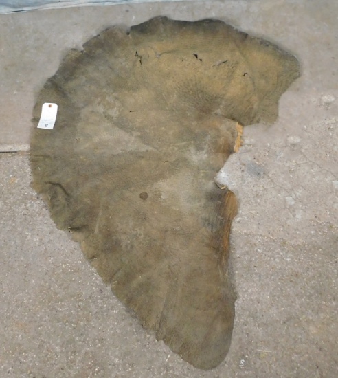 Elephant Ear (us Residents Only)