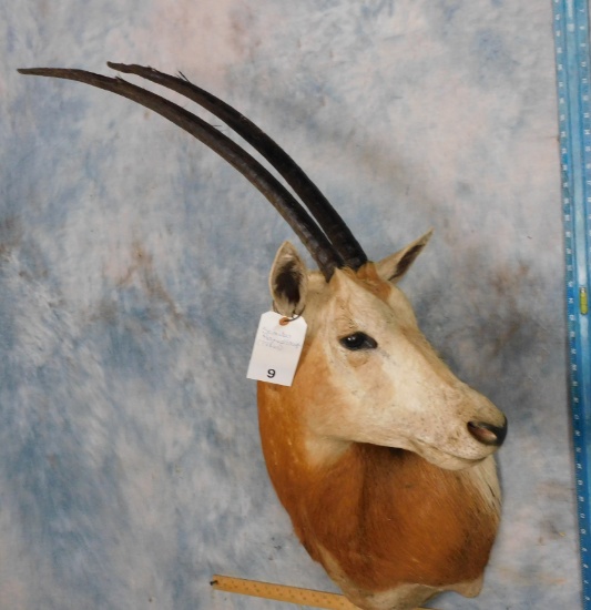 Scimitar Horn Oryx (tx Residents Only)