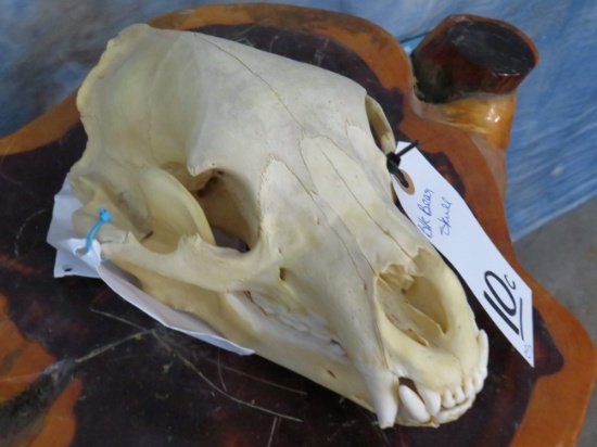 BLK BEAR SKULL