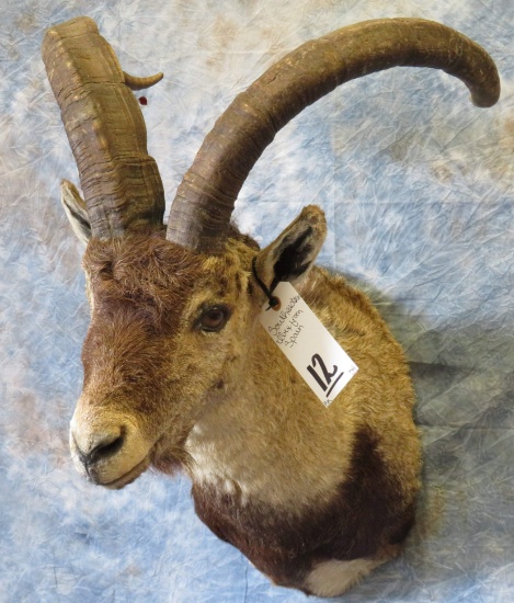 SOUTHEASTERN IBEX FROM SPAIN