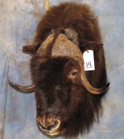 MUSK OX SH MT