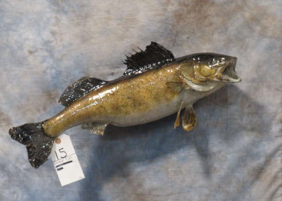 WALLEYE FISH