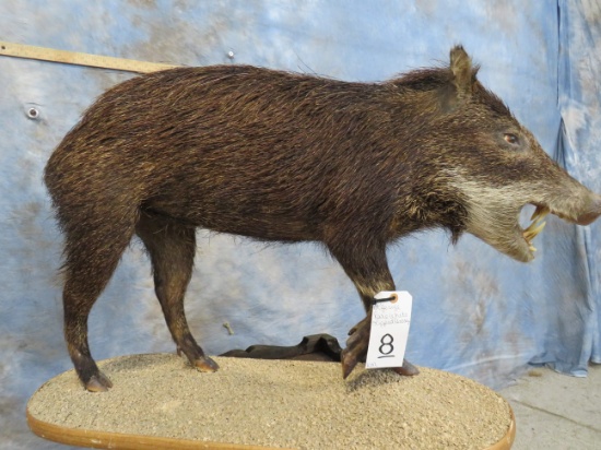 LIFESIZE RARE WHITE LIPPED PECCARY