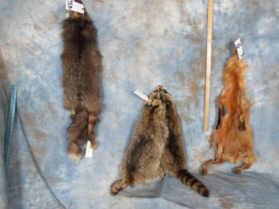 2 RACCOON HIDES, 1 RED FOX & 1 CROSS FOX HIDE (4x$)