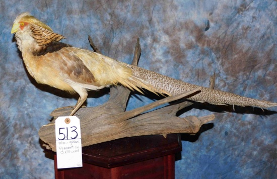 YELLOW GOLDEN PHEASANT ON DRIFTWOOD BASE