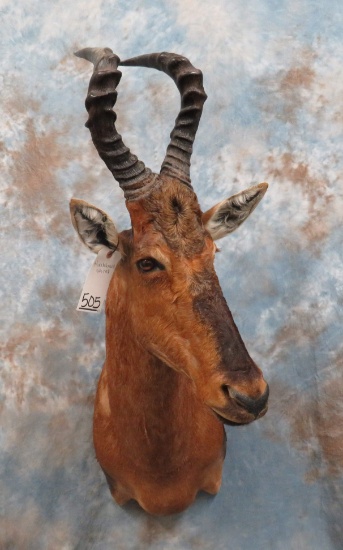 HARTEBEEST SH MT  TAXIDERMY