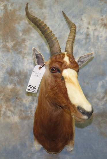 BLESBOK SH MT  TAXIDERMY