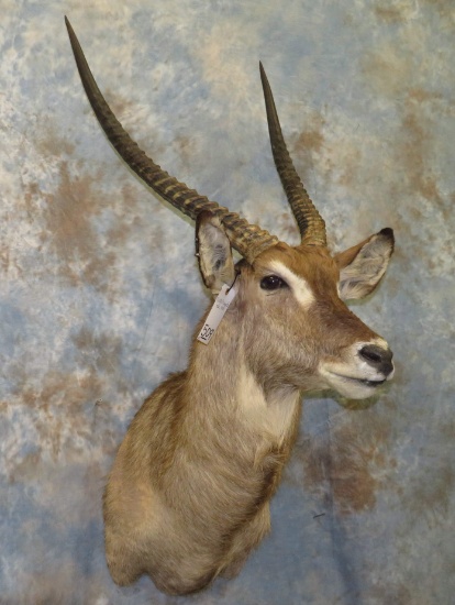 WATERBUCK SH MT TAXIDERMY