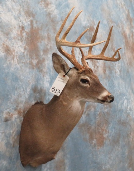 WHITETAIL SH MT TAXIDERMY