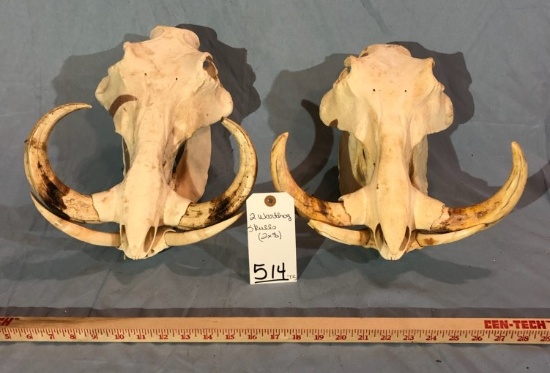 2 WARTHOG SKULLS (2X$) TAXIDERMY