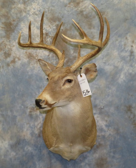 WHITETAIL SH MT TAXIDERMY