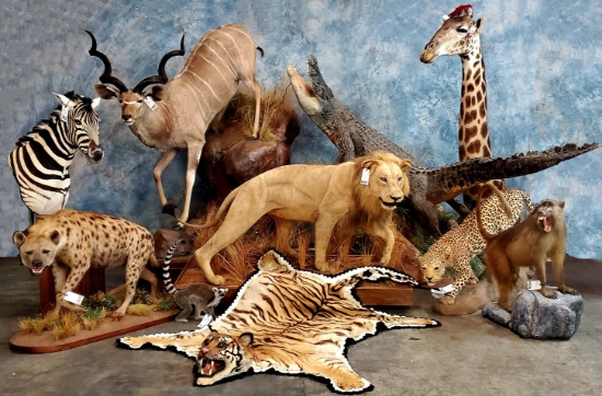 HUGE 2DAY TAXIDERMY, WESTERN DECOR & ANTIQUE SALE