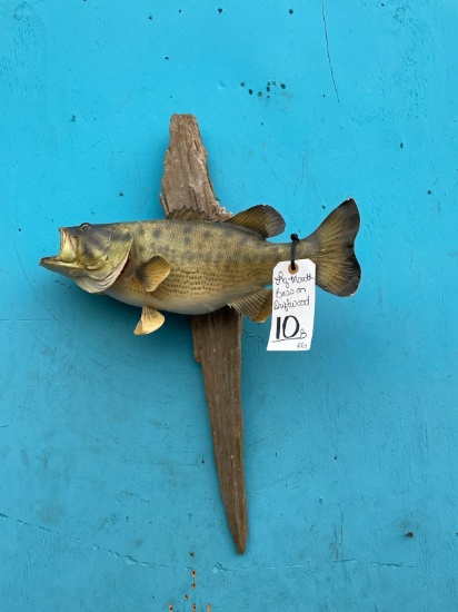 LG MOUTH BASS ON DRIFTWOOD  TAXIDERMY