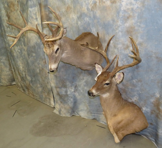 2 WHITETAIL SH MTS (2X$) TAXIDERMY