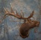 ELK SH MT TAXIDERMY