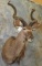 KUDU SH MT TAXIDERMY