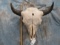 BISON SKULL (REAL HORN CAPS) TAXIDERMY