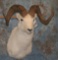 DALL SHEEP TAXIDERMY