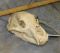 BLACK BEAR SKULL TAXIDERMY