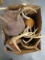 8 WHITETAIL DEER ANTLERS ON WOODEN PLAQUES (8X$)