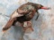 FULL BODY TURKEY ON A LIMB