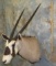 GEMSBOK SH MT TAXIDERMY