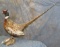PHEASANT TAXIDERMY