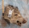 JAVALINA SH MT TAXIDERMY