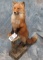 FULL BODY NORTHERN RED FOX ON BASE