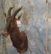 TOPI SH MT TAXIDERMY